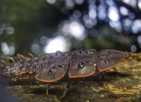 Imagem de <i>Platerodrilus ruficollis</i> Pic 1942