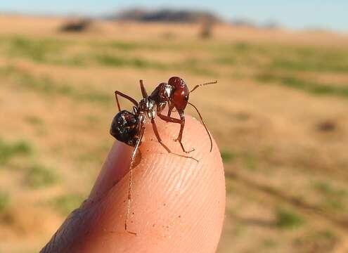 Imagem de Cataglyphis bombycinus (Roger 1859)