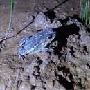 Image de Rhinella pygmaea (Myers & Carvalho 1952)