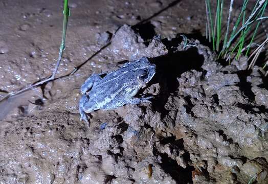 Image of Rhinella pygmaea (Myers & Carvalho 1952)