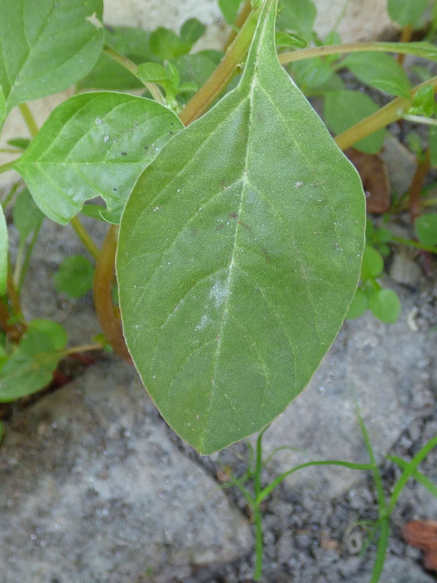 Image of Mediterranean Amaranth