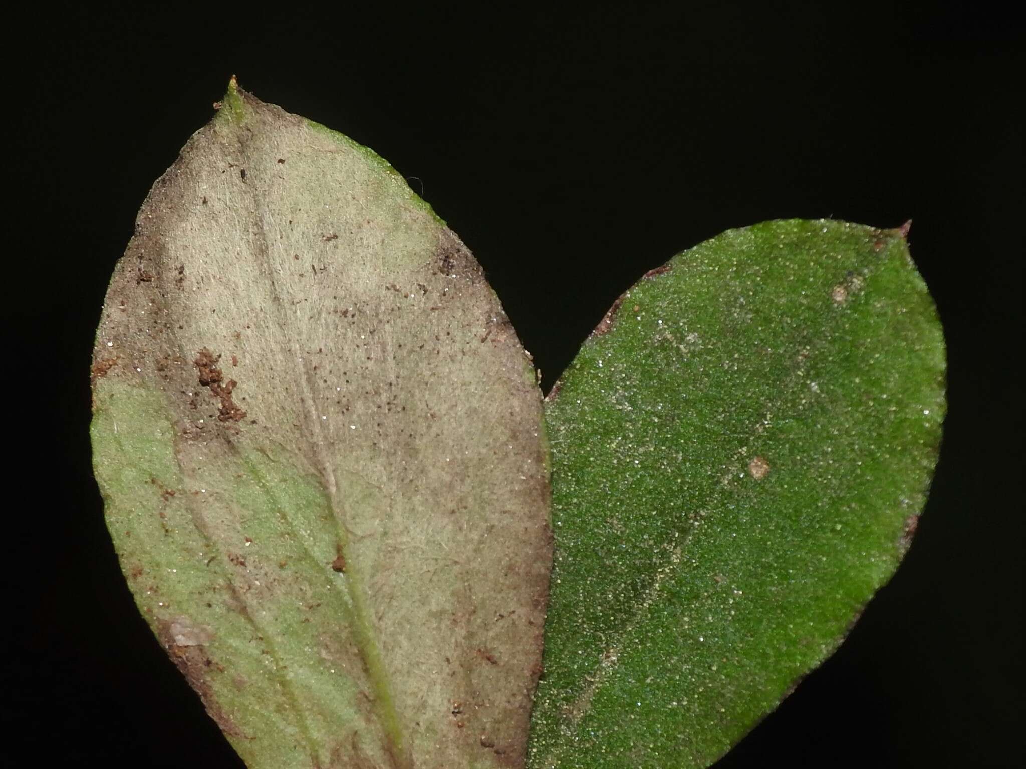 Image de Antennaria howellii subsp. canadensis (Greene) R. J. Bayer