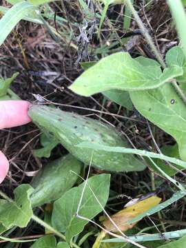 Sivun Matelea cynanchoides (Engelm.) R. E. Woodson kuva