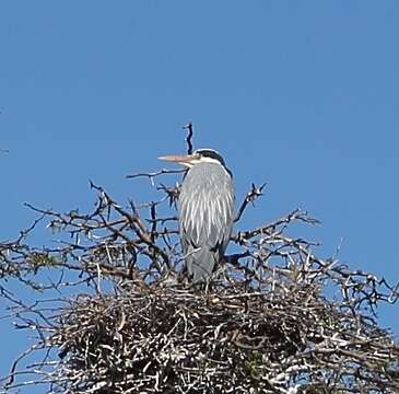 صورة Ardea cinerea cinerea Linnaeus 1758