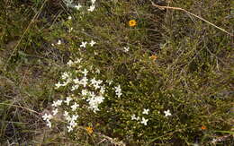 Image of Lachnaea uniflora (L.) Cr.