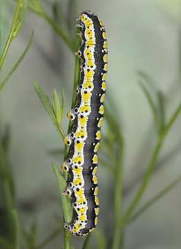 Image of Sympistis perscripta Guenée 1852