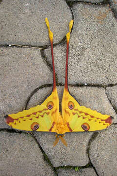 Image of comet moth