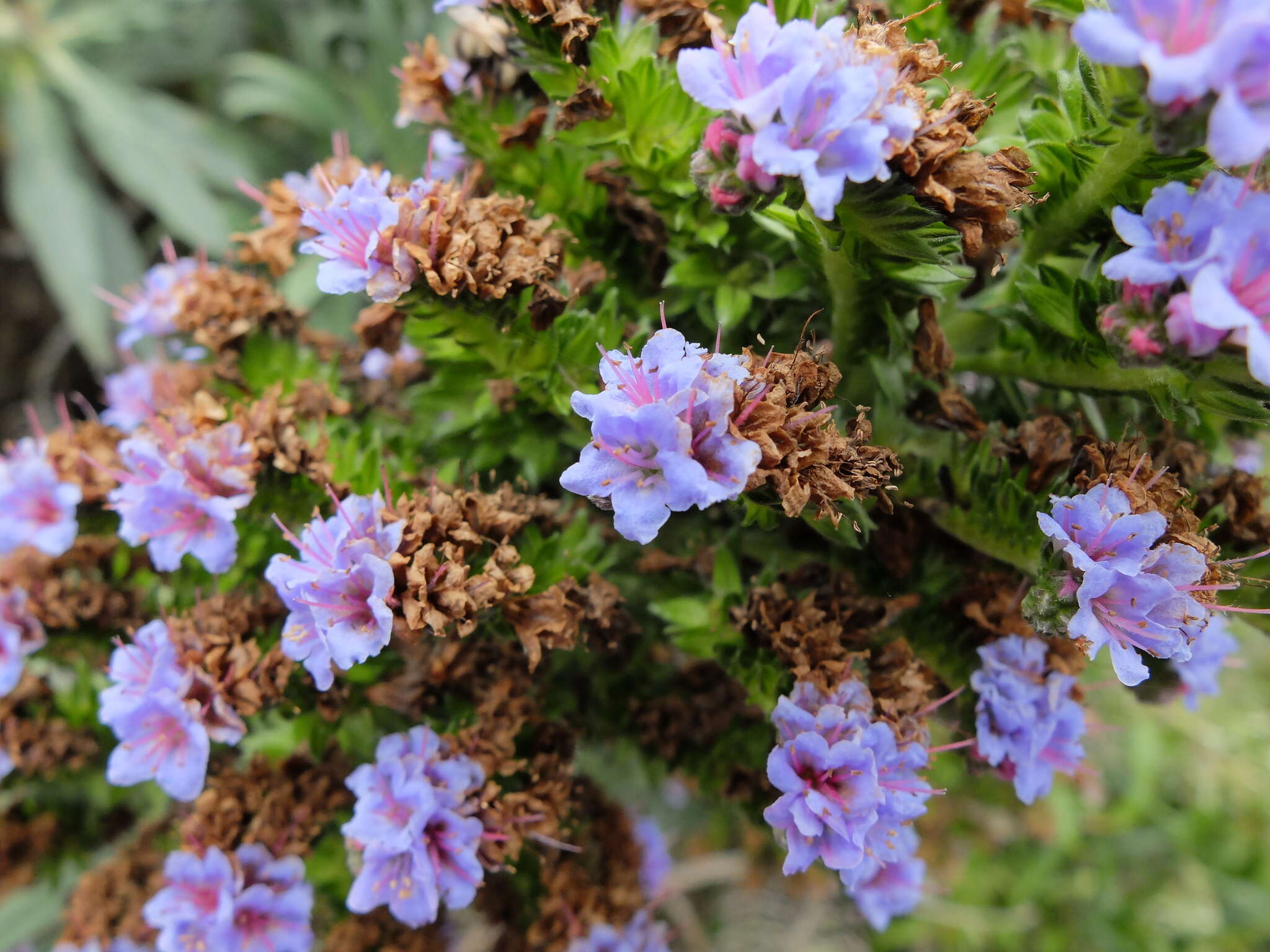 Imagem de Echium candicans L. fil.