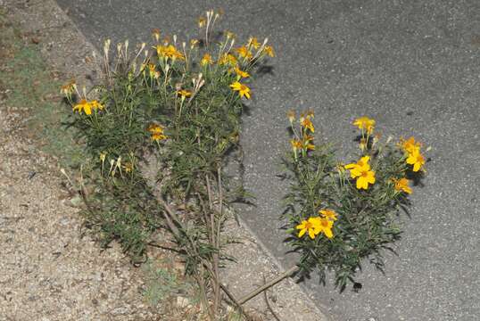 صورة Tagetes lemmonii A. Gray