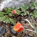 Image of Anemone biflora var. petiolulosa (Juz.) S. Ziman