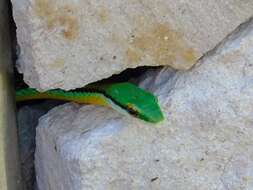 Image of Pacific Coast Parrot Snake