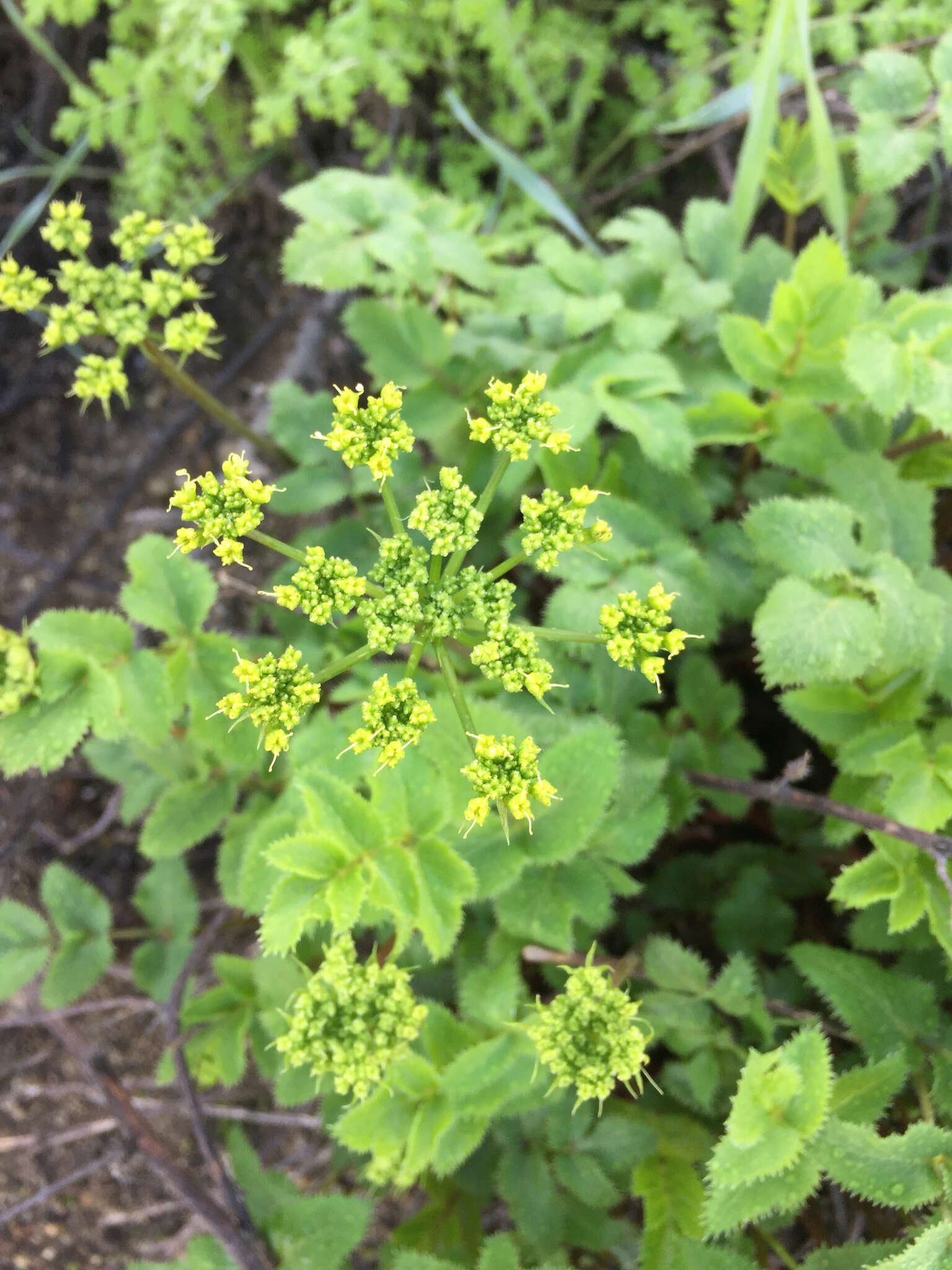 Image of southern umbrellawort