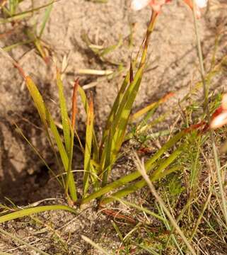 Imagem de Watsonia stenosiphon L. Bolus