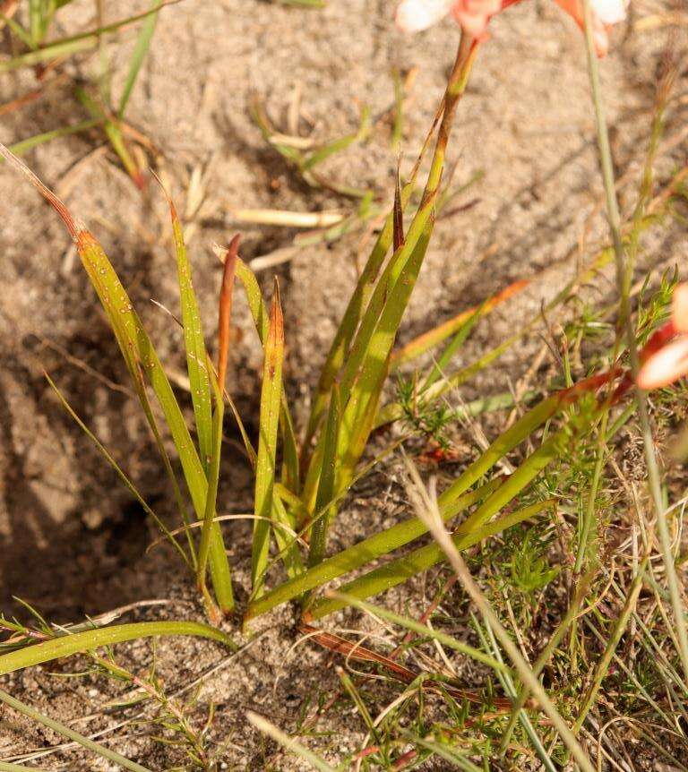 صورة Watsonia stenosiphon L. Bolus