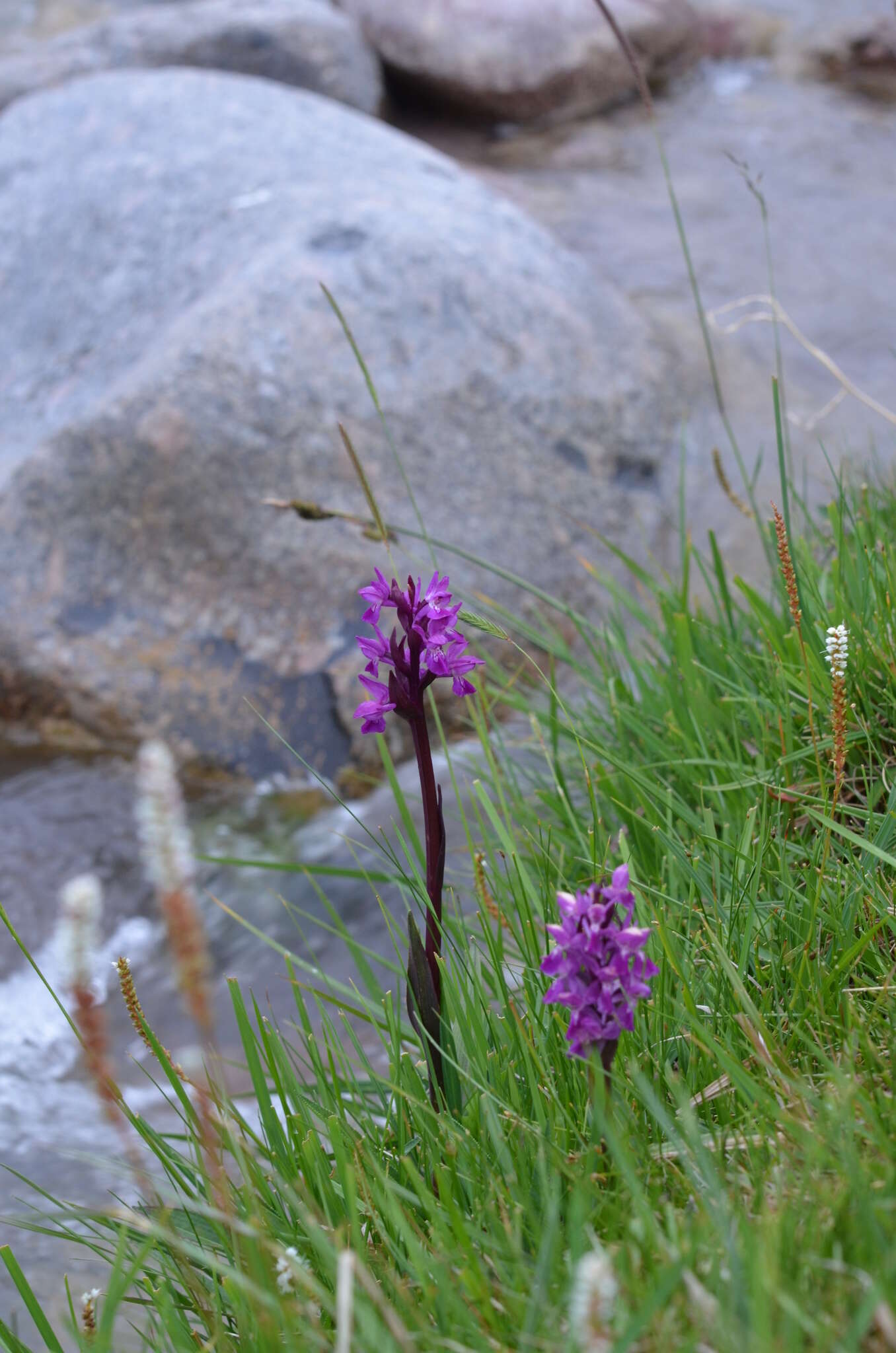 Image of Dactylorhiza umbrosa (Kar. & Kir.) Nevski