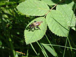 Image of Laphria janus McAtee 1919