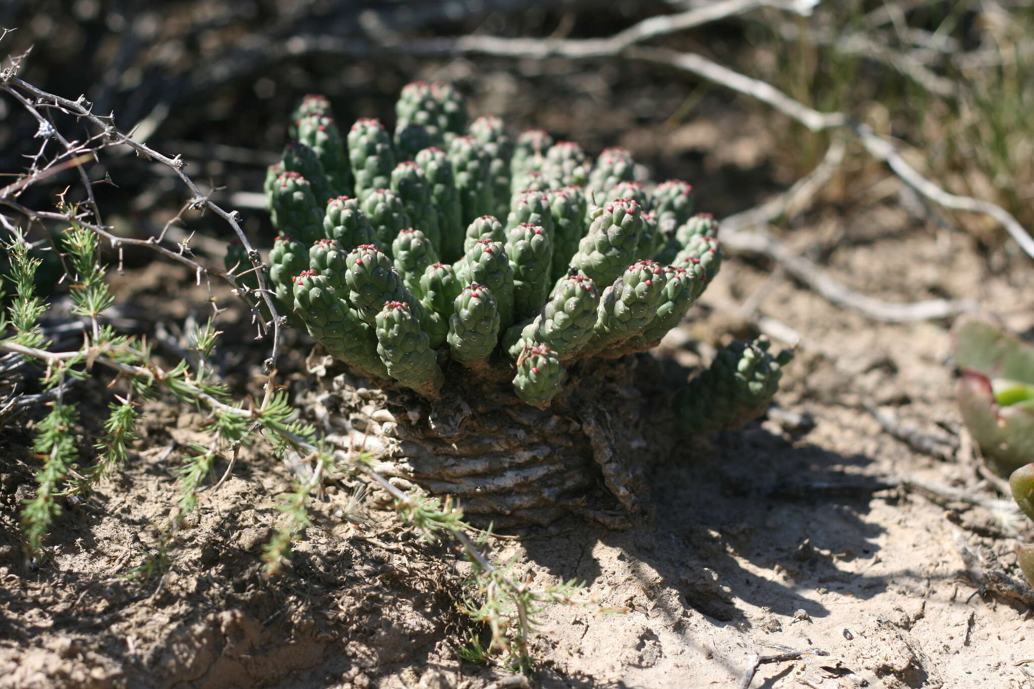 Image of Euphorbia inermis Mill.