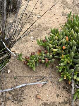 Image of Ruschia dichroa (Rolfe) L. Bol.