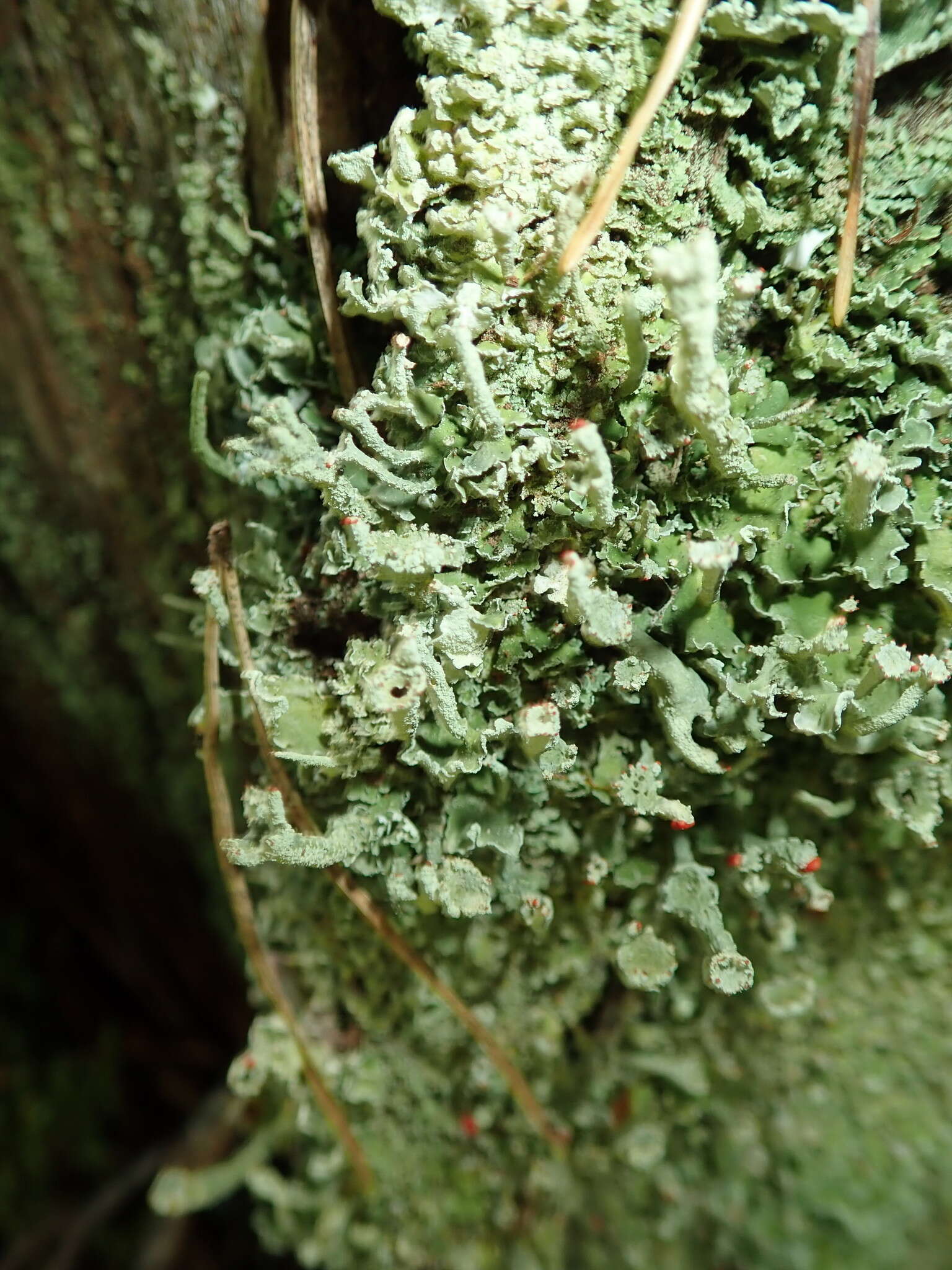 Слика од Cladonia digitata (L.) Hoffm.