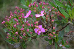 Слика од Bucquetia glutinosa (L. fil.) DC.