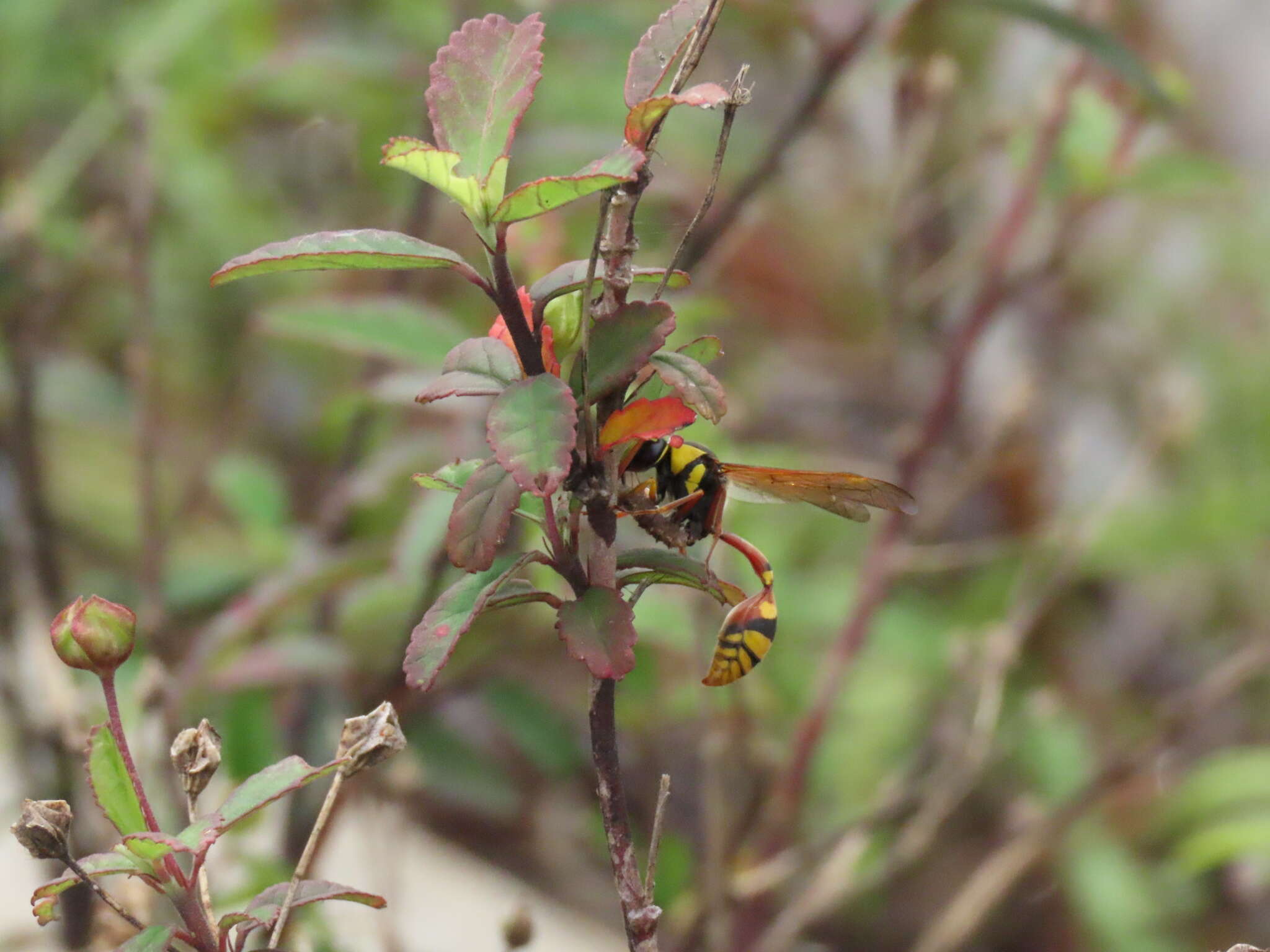 Image of Yellow and black potter wasp