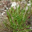 Image of Anthoxanthum odoratum subsp. alpinum Á. Löve 1945