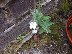 Epilobium montanum L. resmi