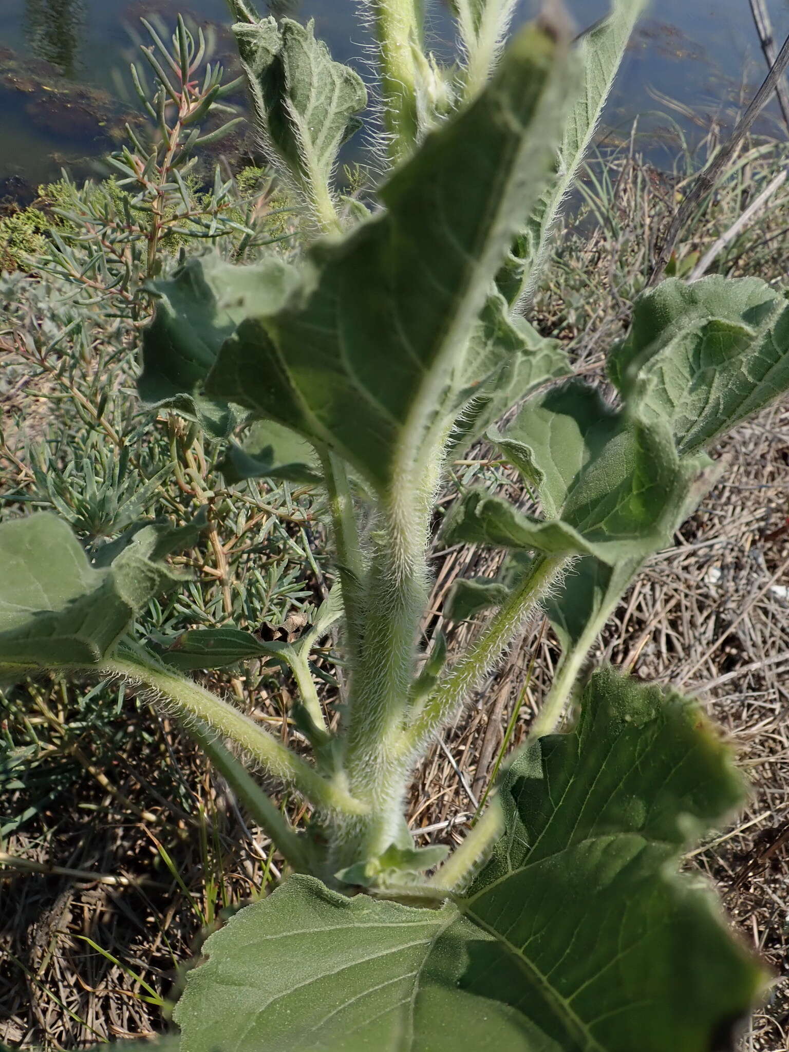 Image of cucumberleaf sunflower