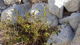 Image of California copperleaf