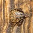 Image of Hard tick