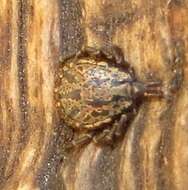 Image of Hard tick