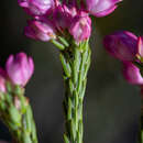 Imagem de Erica excavata L. Bolus