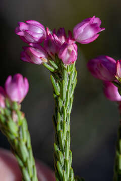 Imagem de Erica excavata L. Bolus