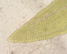 Image of ptychomitrium moss