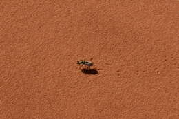 Image of Coral Pink Sand Dunes Tiger Beetle