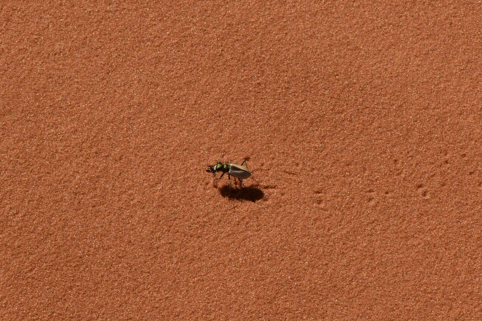 Image of Coral Pink Sand Dunes Tiger Beetle