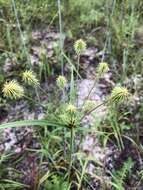 Imagem de Cyperus plukenetii Fernald