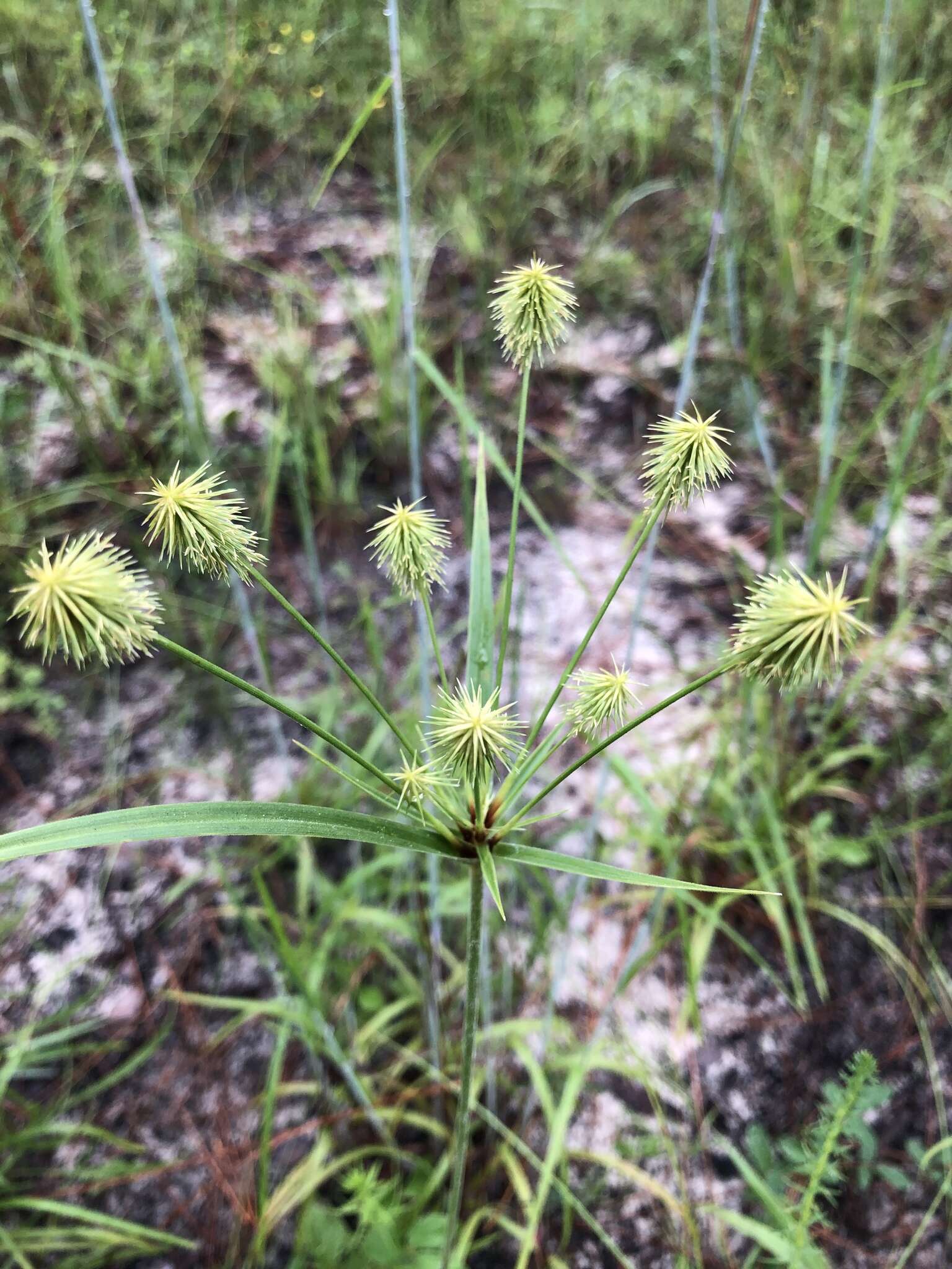 Image of Plukenet's flatsedge