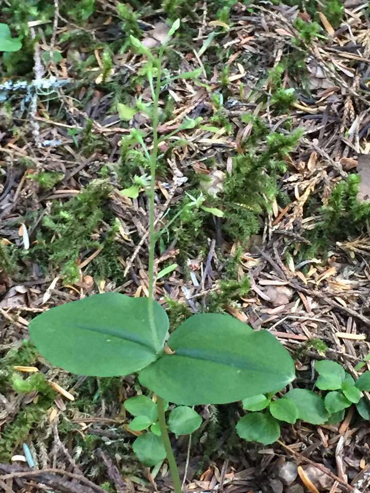 Neottia banksiana (Lindl.) Rchb. fil. resmi