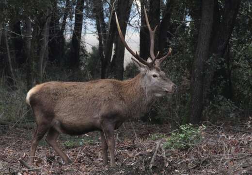 Image of <i>Cervus elaphus italicus</i>