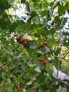 Слика од Crataegus chrysocarpa var. phoeniceoides J. B. Phipps & Sennikov