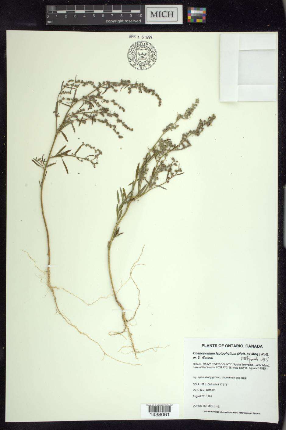 Sivun Chenopodium leptophyllum (Moq.) Nutt. ex S. Wats. kuva