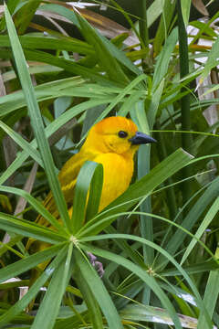 Image of Taveta Golden Weaver