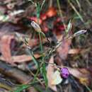 Image of Blue Murdannia