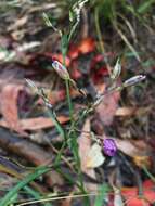 Murdannia graminea (R. Br.) G. Brückn.的圖片