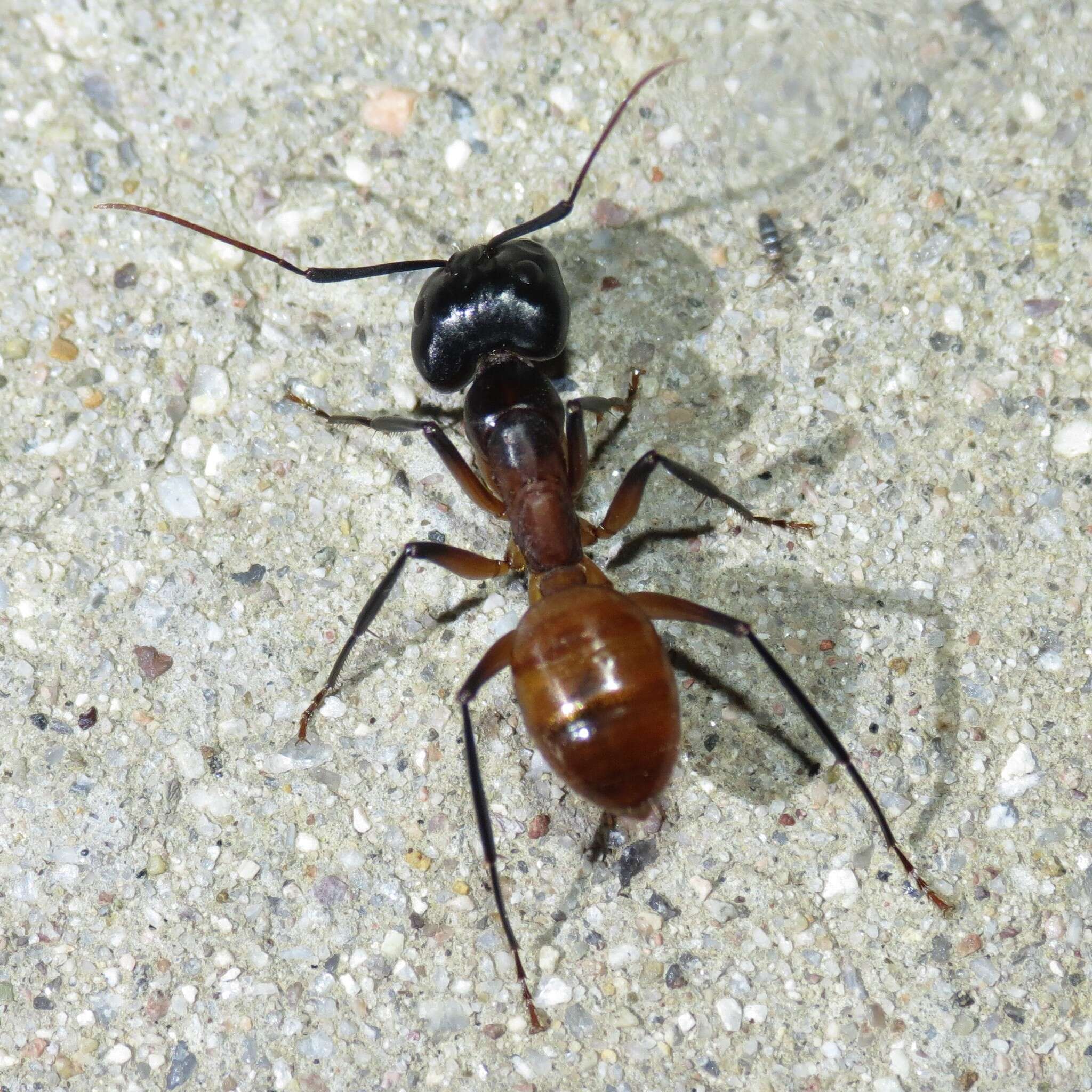 Plancia ëd Camponotus ocreatus Emery 1893