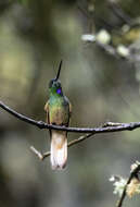 Image of Bolivian Starfrontlet