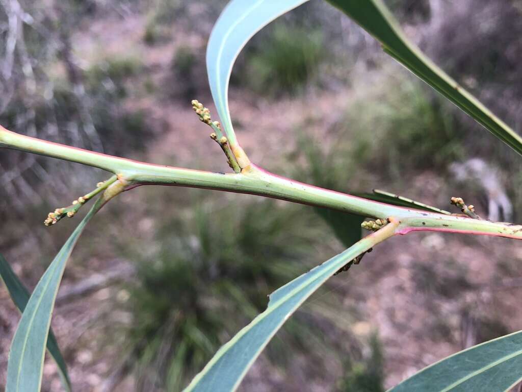 Слика од Acacia falcata Willd.