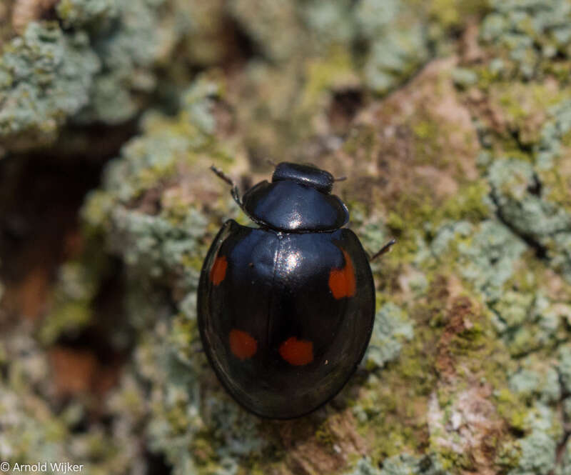 صورة Exochomus quadripustulatus (Linnaeus 1758)