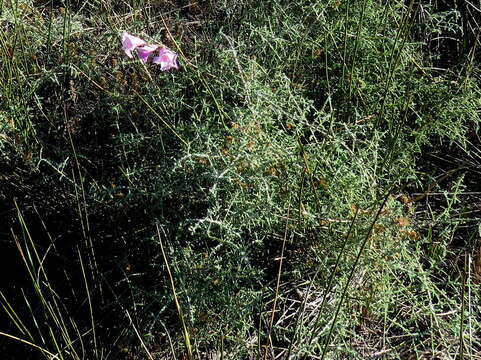 Image of Gladiolus hirsutus Jacq.